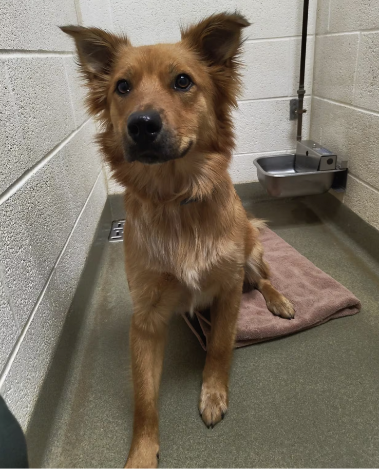 He Beat a Dog, Fled the Scene, and Was Caught. Now the Public Wants Justice for Ralphie